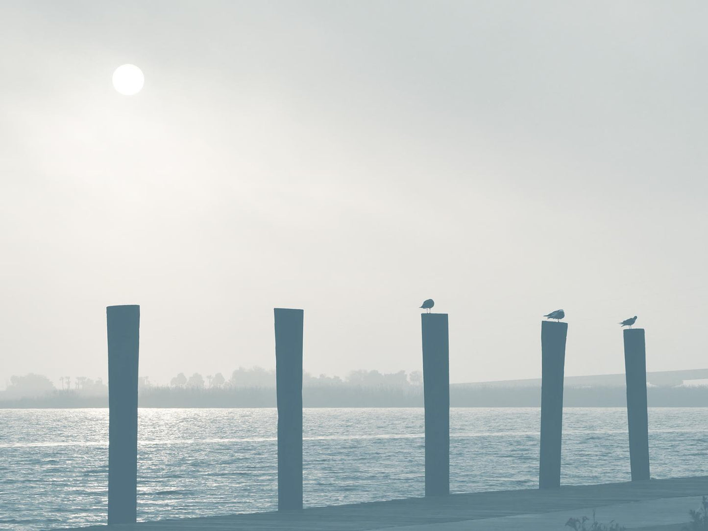 Pelicans By Gail Peck (Framed Small) - Light Blue