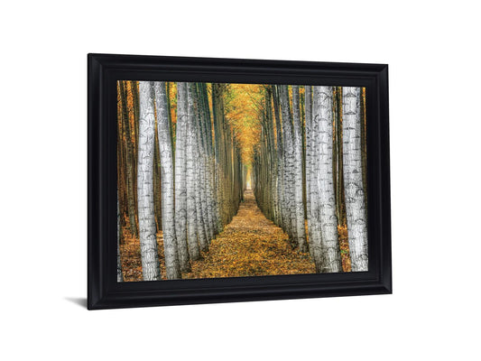 Golden Birch Passage - 28" x 34" Framed Wall Art