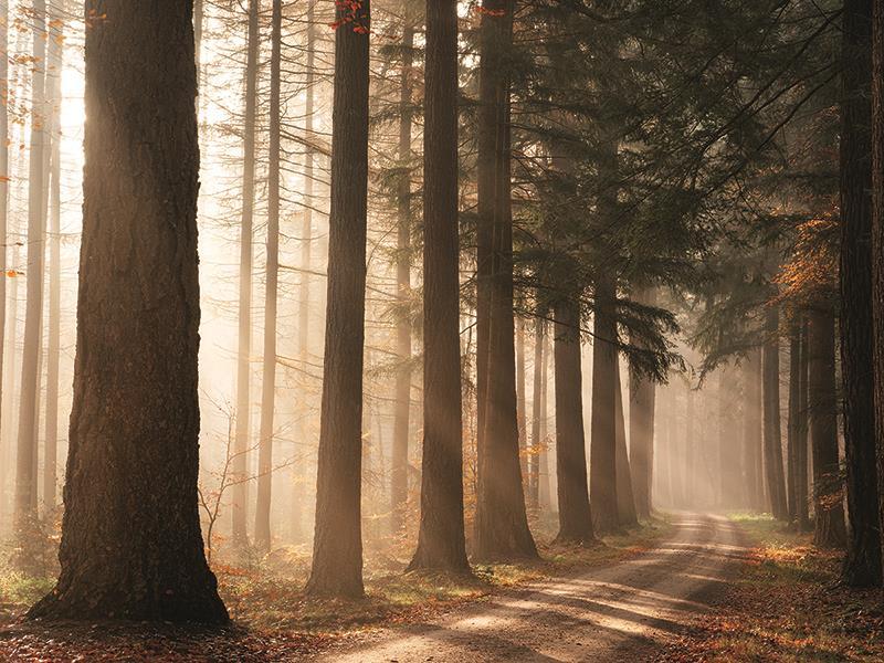 Morning Sunbeam By Martin Podt Photography (Small) - Light Brown