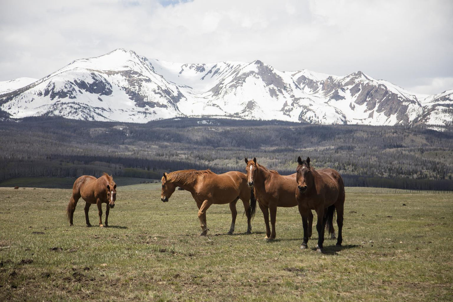 Horse Perspective By Piddix (Framed) - Green