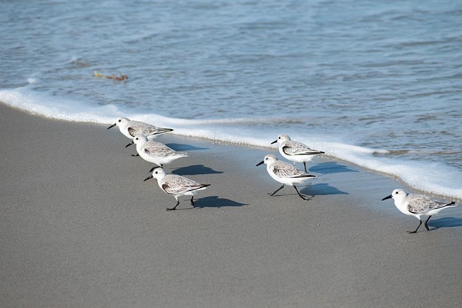 Beach Birds (Small) - Blue