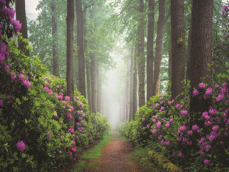 Pop Of Pink By Martin Podt Photography (Framed) - Green