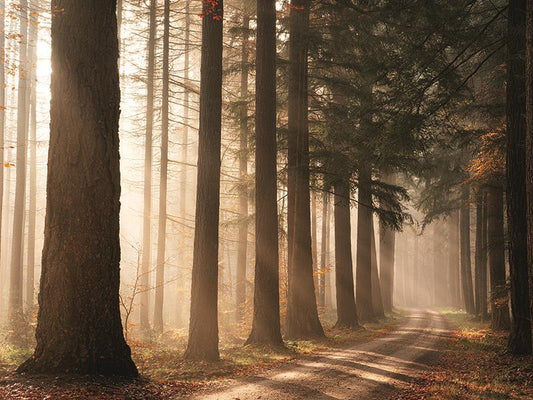 Morning Sunbeam By Martin Podt Photography - Light Brown