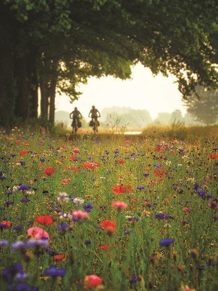 Bike Ride Among The Wildflowers By Martin Podt Photography (Small) - Green
