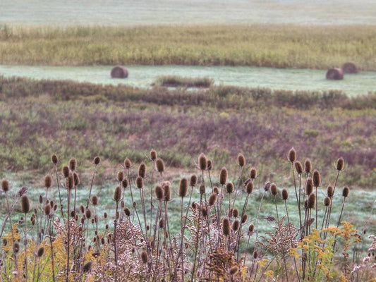Roadside Beauty By Lori Deiter (Framed) - Purple