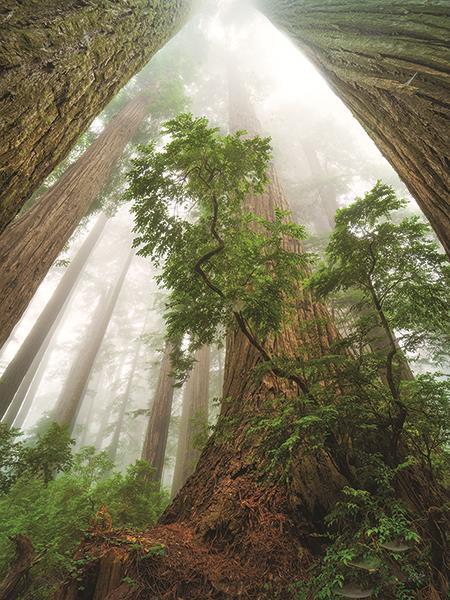 Cathedral Of Nature By Martin Podt Photography (Small) - Green