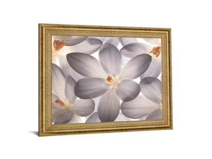 Whispering Blossom - 28" x 34" Framed Wall Art